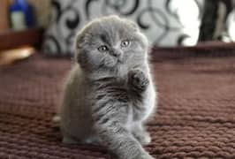 Show class high quality Scottish fold kitten