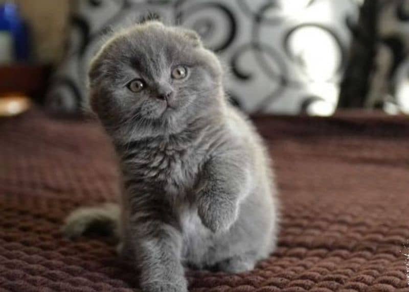 Show class high quality Scottish fold kitten 1