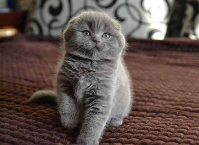 Show class high quality Scottish fold kitten 2