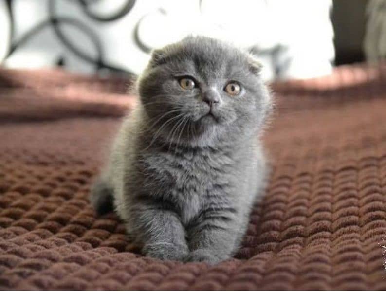 Show class high quality Scottish fold kitten 3