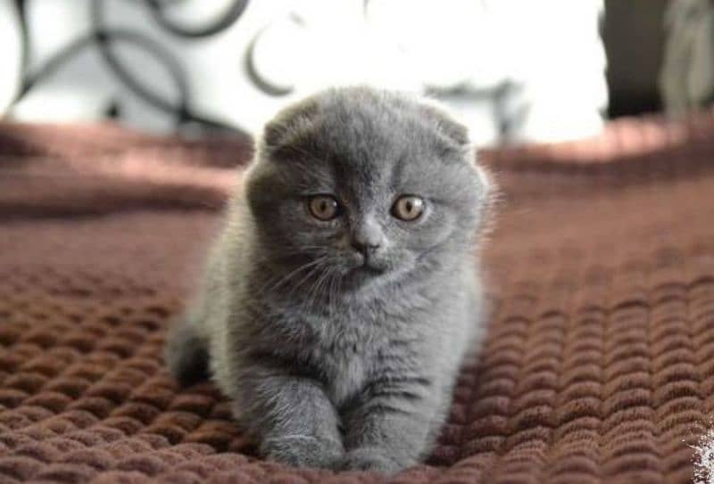 Show class high quality Scottish fold kitten 4