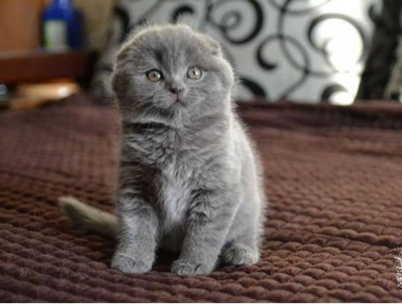 Show class high quality Scottish fold kitten 5