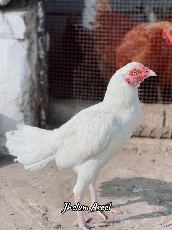 Paper white heera female 6