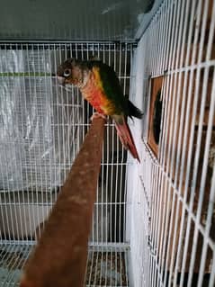 Green Cheek and Yellow sided Breeder Pair