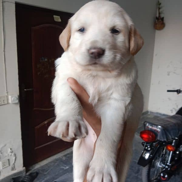 Labrador puppy available for sale 03043195600 0