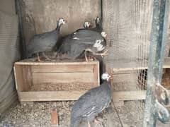 Guineafowl