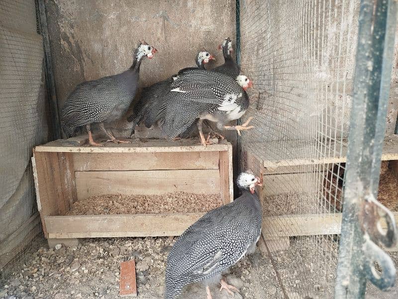 Guineafowl 0