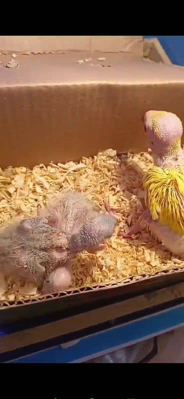 red colar lorry parrot chicks lorie lore lorre lorrie Lori lory lorri 2