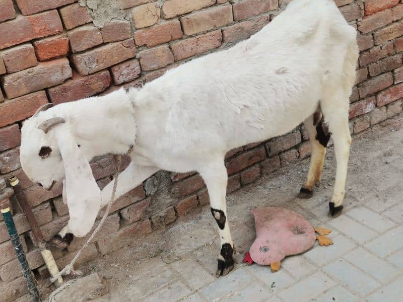 4 month pregnit goat rajan Puri achi hight aor lambi wale 0