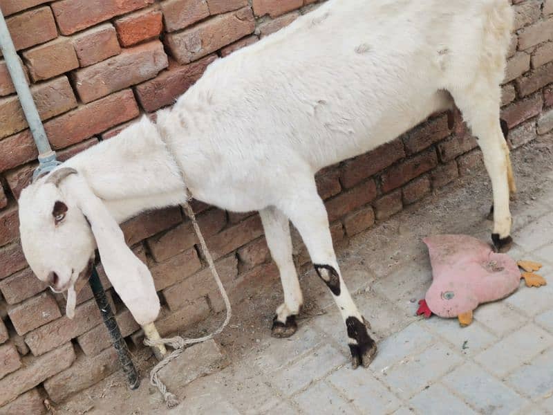 4 month pregnit goat rajan Puri achi hight aor lambi wale 1