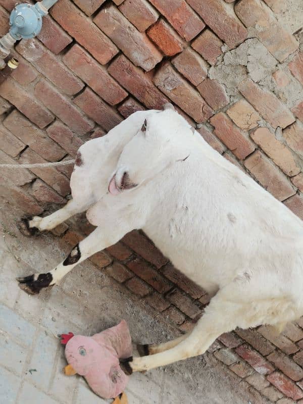 4 month pregnit goat rajan Puri achi hight aor lambi wale 2