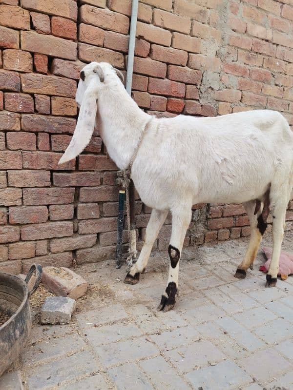 4 month pregnit goat rajan Puri achi hight aor lambi wale 3