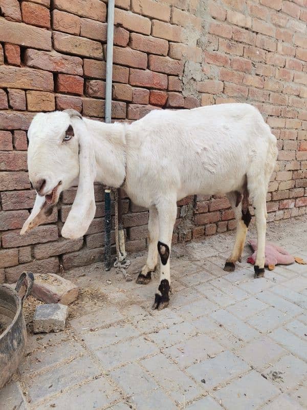 4 month pregnit goat rajan Puri achi hight aor lambi wale 4