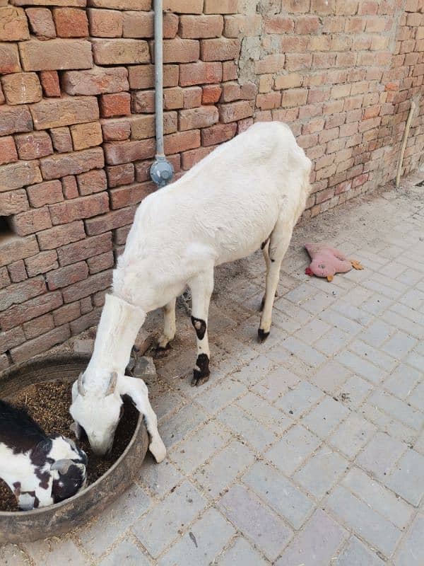 4 month pregnit goat rajan Puri achi hight aor lambi wale 5