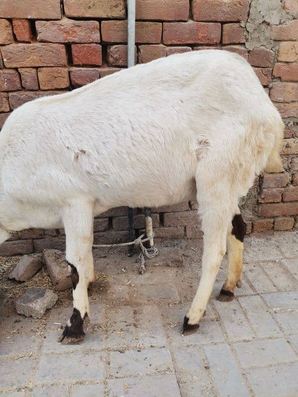 4 month pregnit goat rajan Puri achi hight aor lambi wale 6