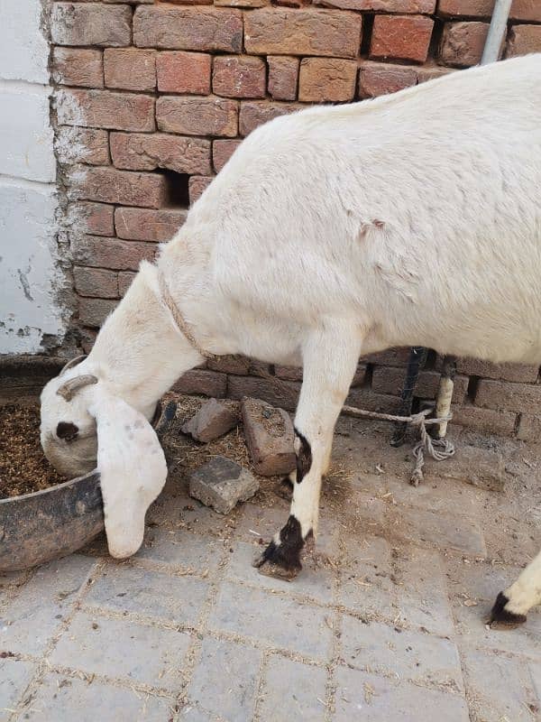 4 month pregnit goat rajan Puri achi hight aor lambi wale 7