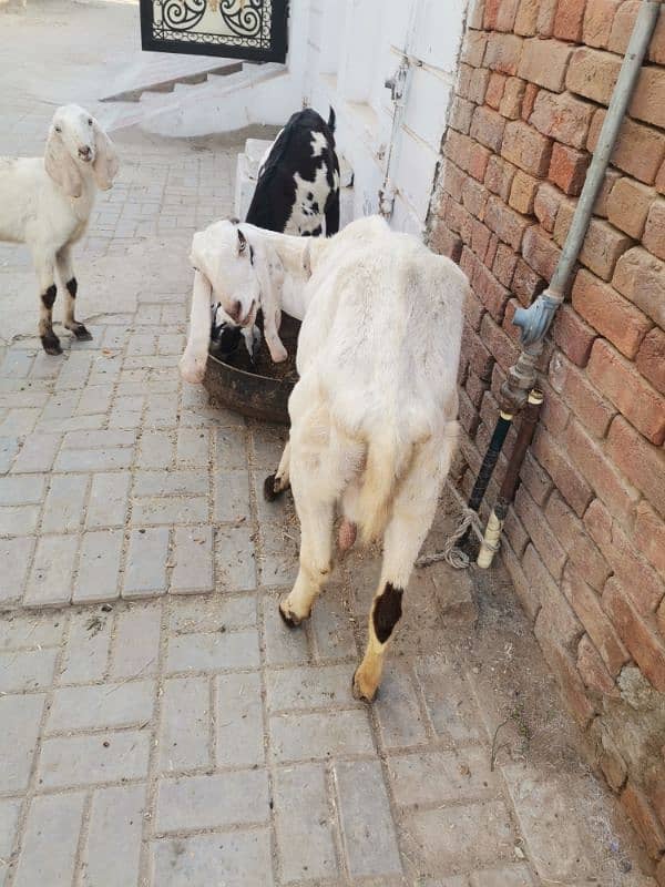 4 month pregnit goat rajan Puri achi hight aor lambi wale 8