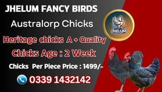 australorp | Jersey giant | Ayam Cemani black tongue | Heritage chicks