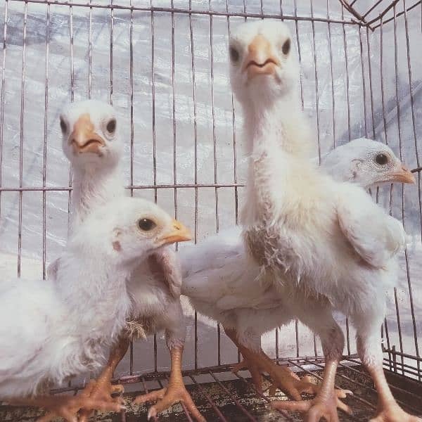 HEERA ASEEL chicks for sale 0