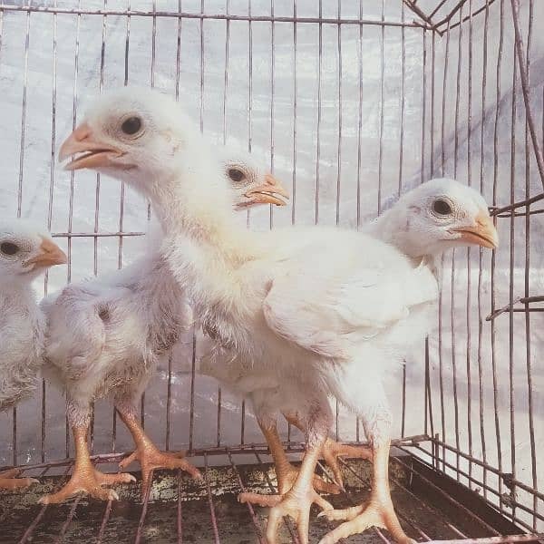 HEERA ASEEL chicks for sale 1