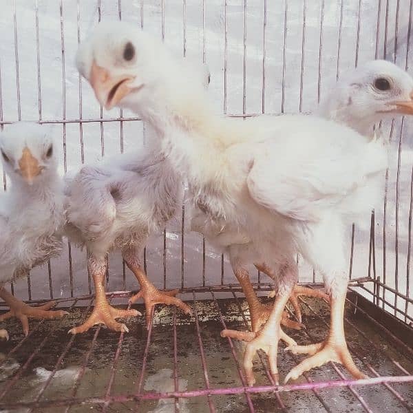 HEERA ASEEL chicks for sale 2