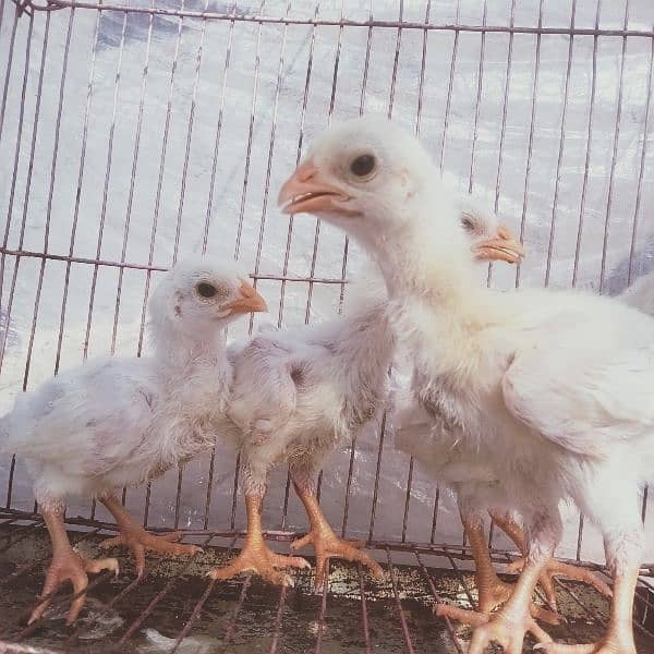 HEERA ASEEL chicks for sale 3