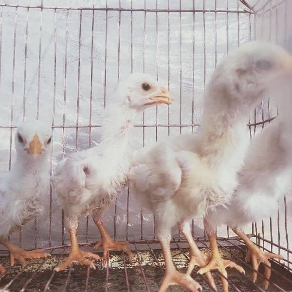 HEERA ASEEL chicks for sale 4