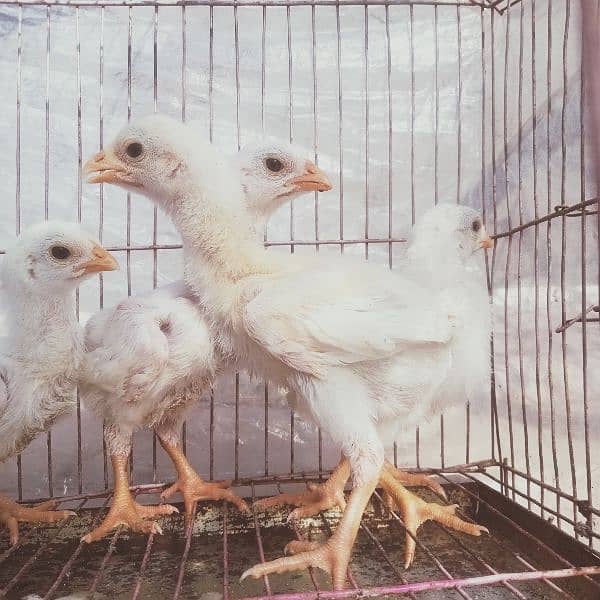 HEERA ASEEL chicks for sale 5