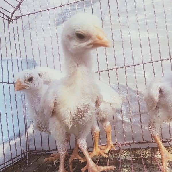 HEERA ASEEL chicks for sale 6