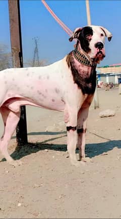 Bully dog male available for sale