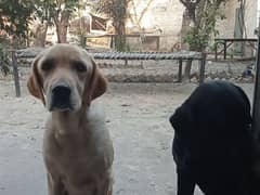 Labrador female dog