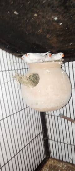 snow white finches & white gray jawa self chicks for sell