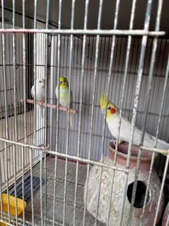 Birds cage for sale