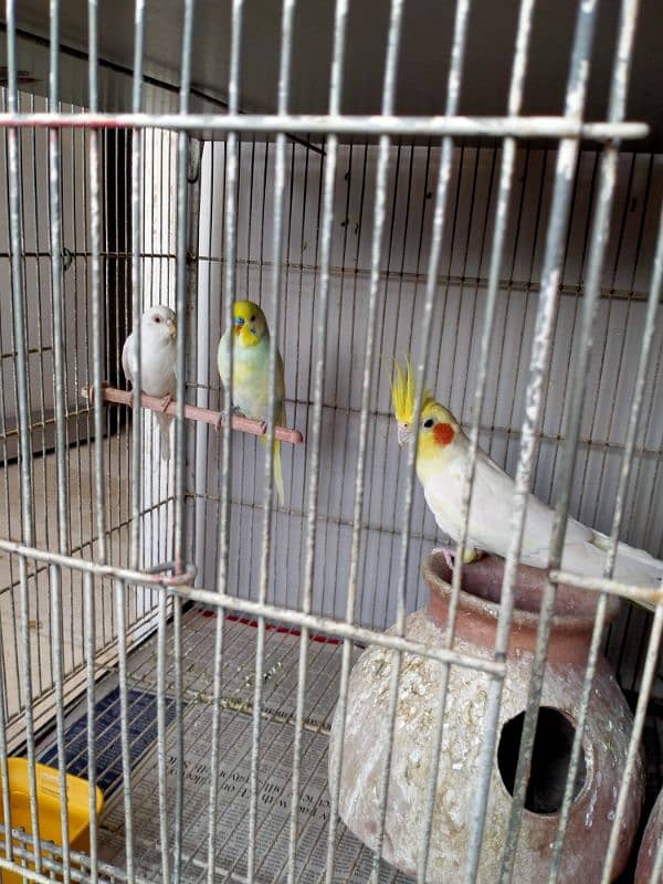 Birds cage for sale 0