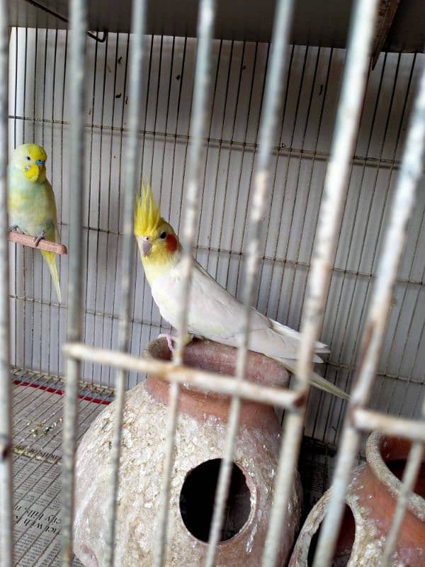 Birds cage for sale 2