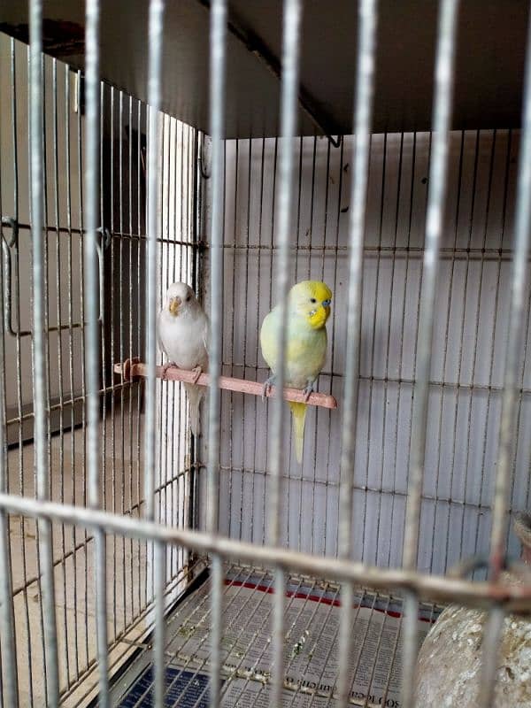 Birds cage for sale 3