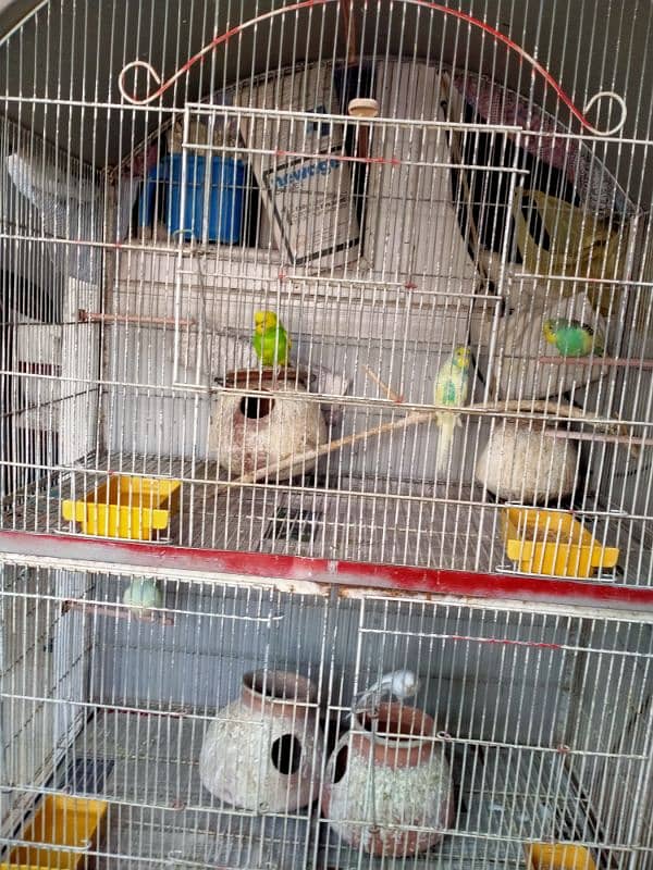 Birds cage for sale 4