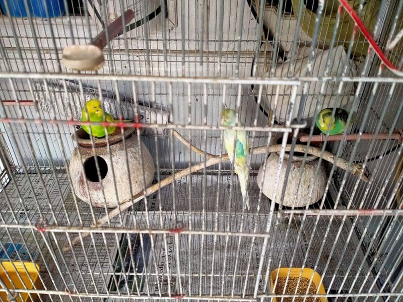 Birds cage for sale 5