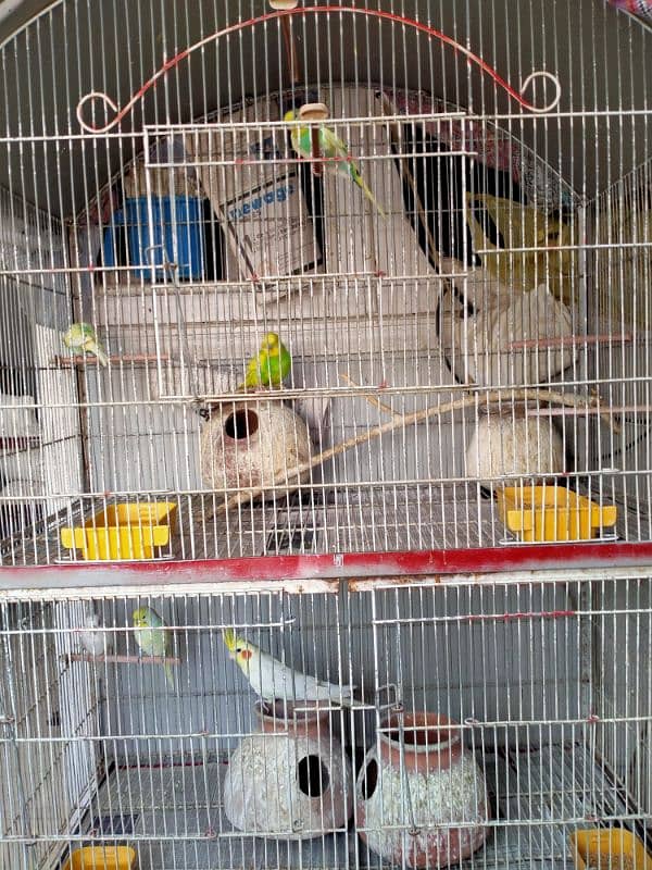 Birds cage for sale 6