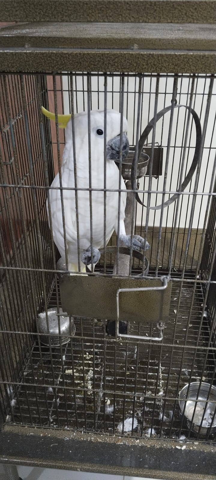 Cockatoo Parrot for sale 5