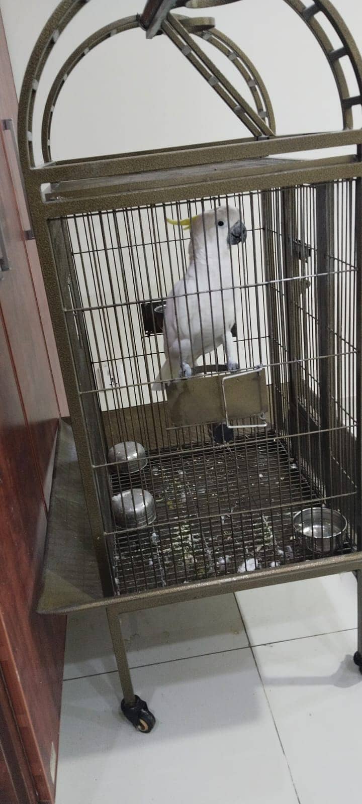 Cockatoo Parrot for sale 7