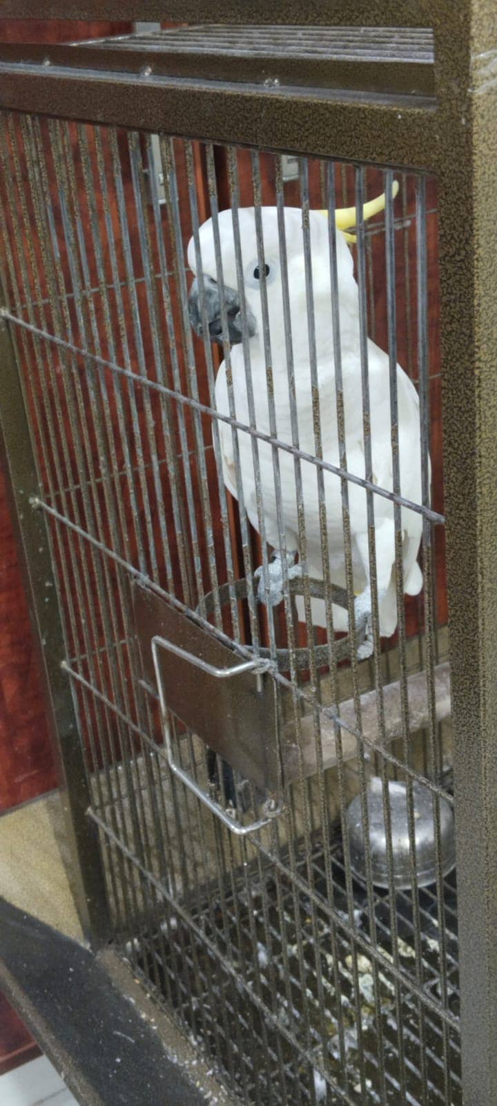 Cockatoo Parrot for sale 1