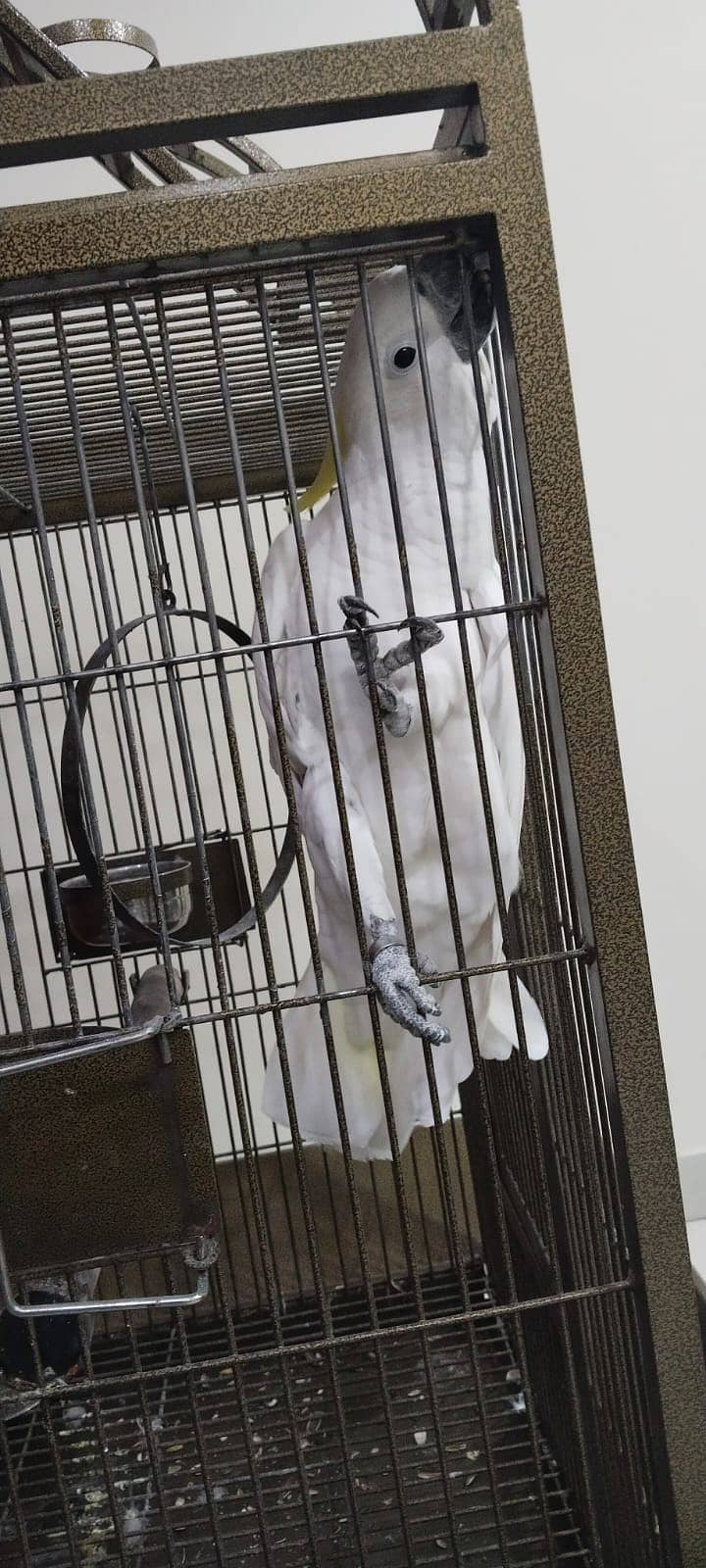 Cockatoo Parrot for sale 2