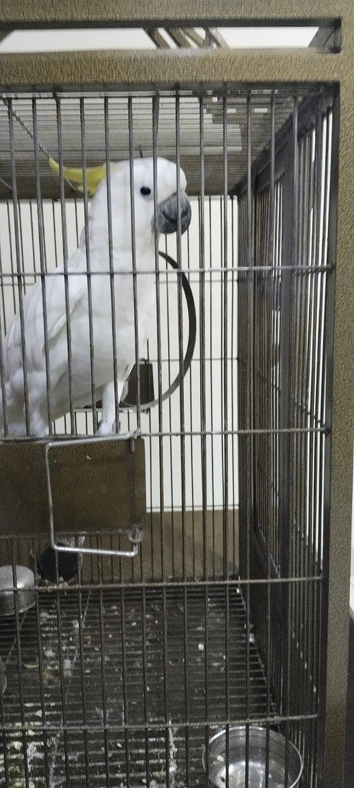 Cockatoo Parrot for sale 3