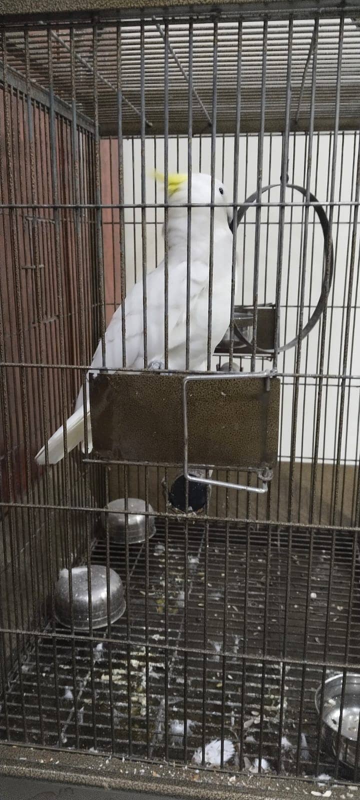 Cockatoo Parrot for sale 4