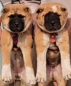 KURDISH KANGAL PAIR FOR SALE SECURITY DOGS