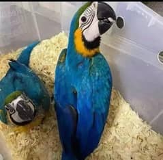 blue Macau parrot chicks for sale 0336(5077/195