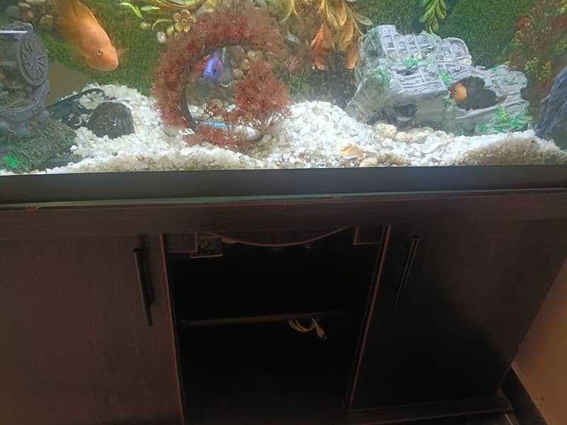 Urgent selling 4 Feet 3D design Acquiream with 14 Fishes 5