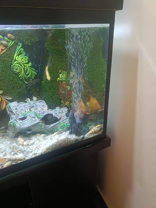 Urgent selling 4 Feet 3D design Acquiream with 14 Fishes 6