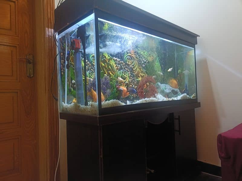 Urgent selling 4 Feet 3D design Acquiream with 14 Fishes 11